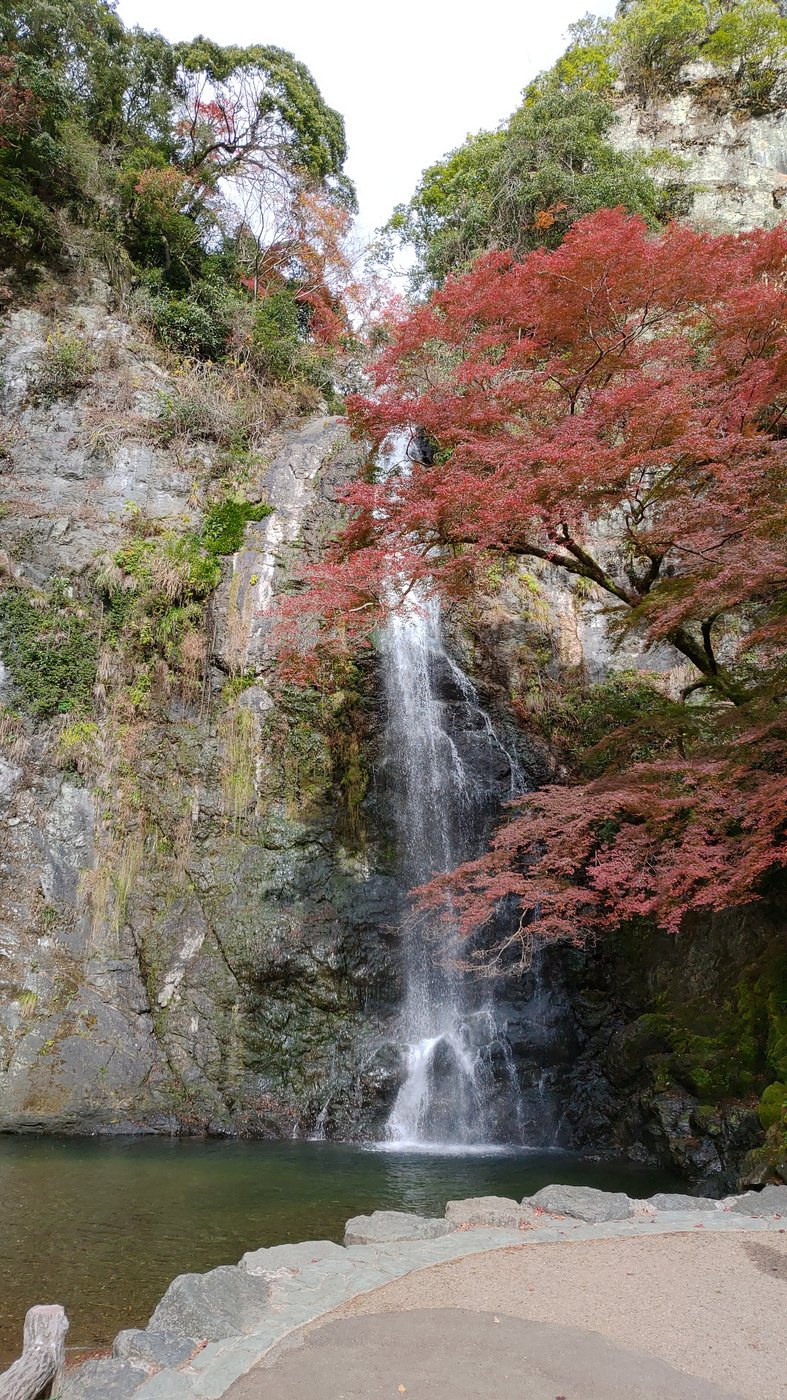 赤いもみじと箕面大滝（2020年12月3日）
