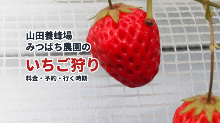 みつばち農園のハウスで赤く色づいたいちご