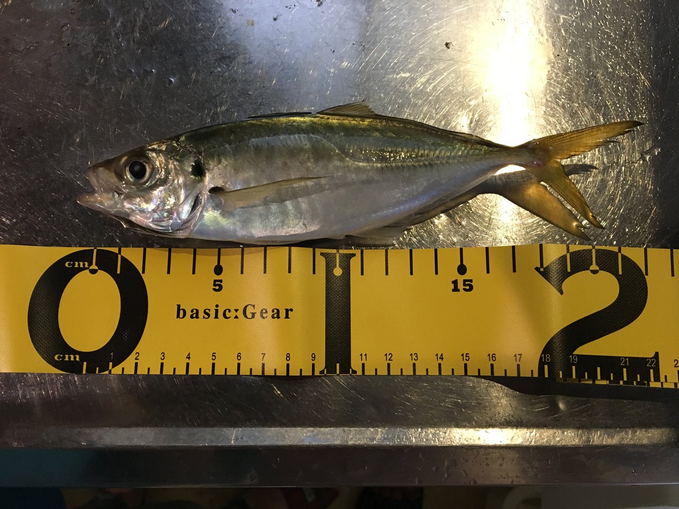 メジャーで測った22cmのアジ