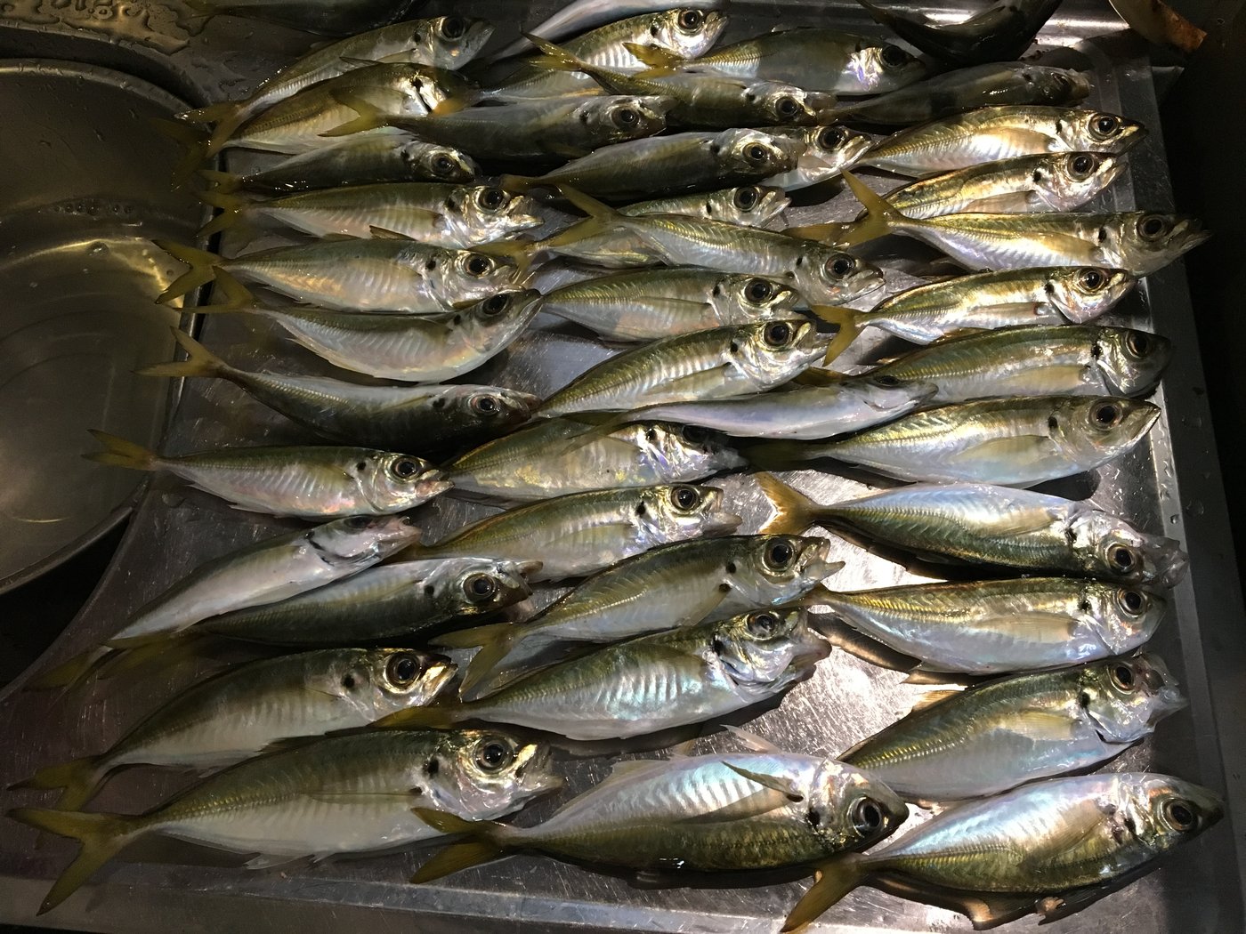 12月に泉佐野食品コンビナートで釣ったアジ42匹