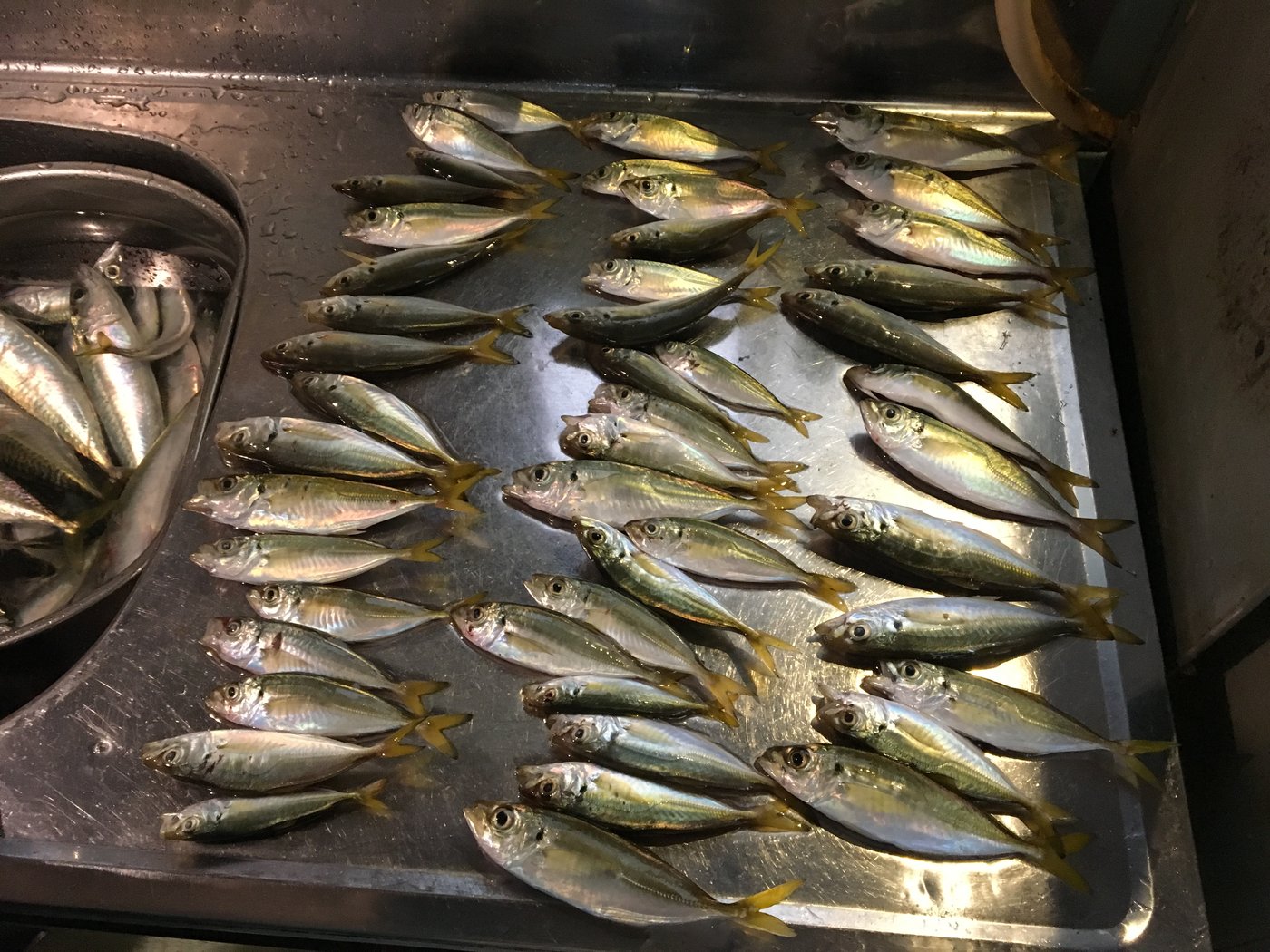 泉佐野食品コンビナートで釣ったアジ49匹