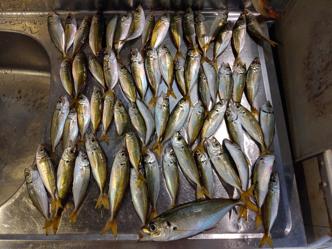 泉佐野食品コンビナートで釣ったアジ63匹
