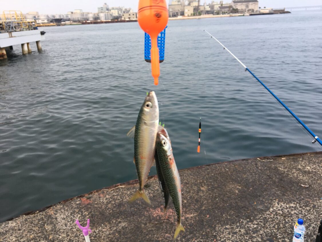 泉佐野食品コンビナートの朝のサビキで釣れたアジ