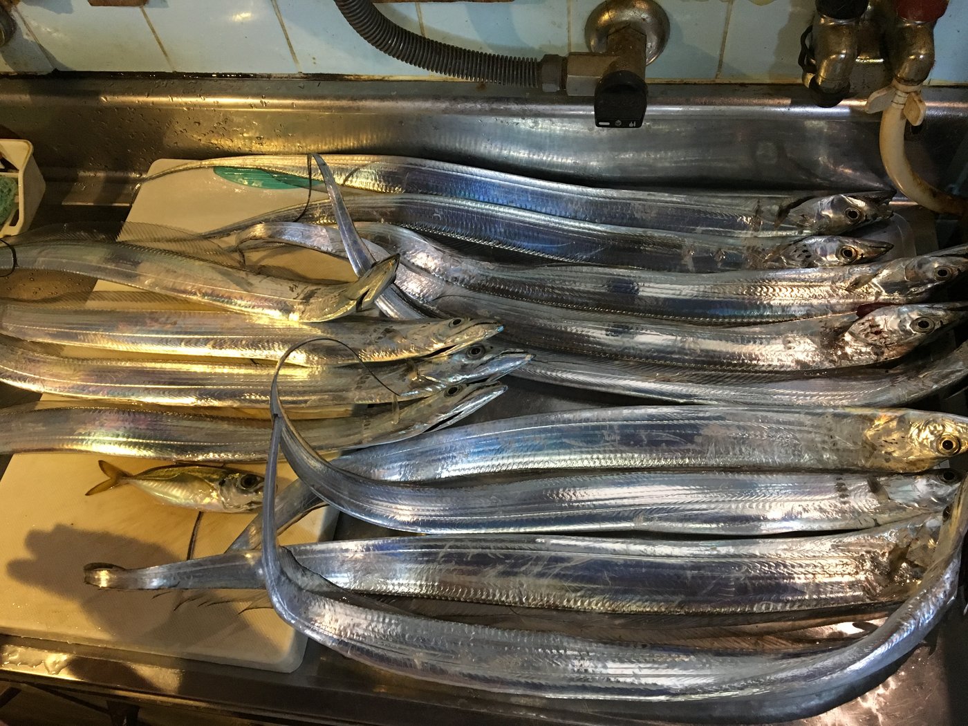 泉佐野食品コンビナートで釣ったタチウオ13匹